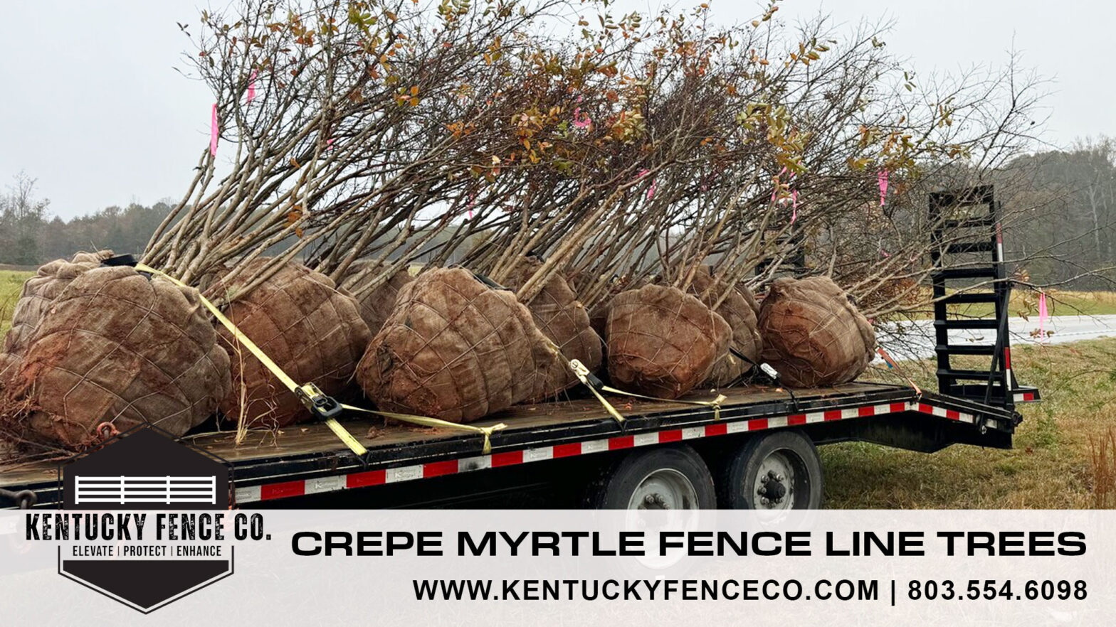 Farm Fence Line Trees